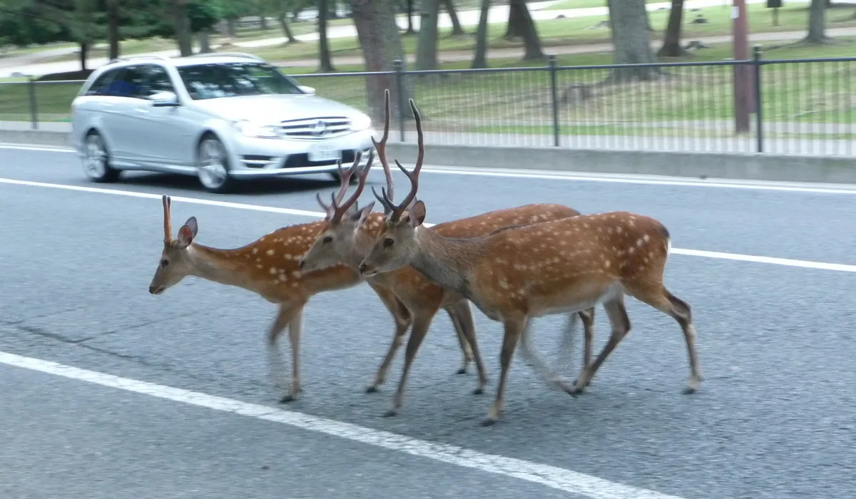 Deer roaming near Todai-ji, Nara