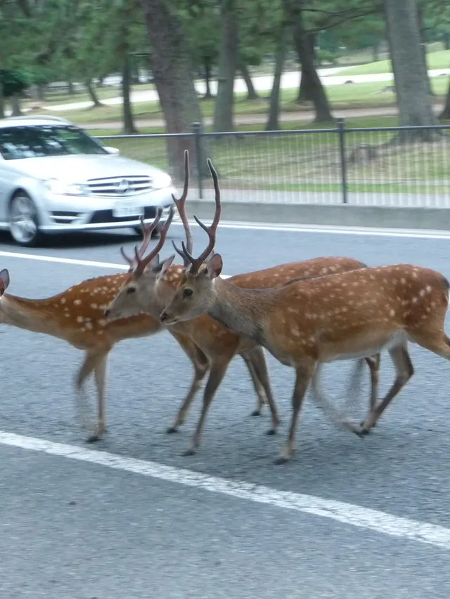 Deer roaming near Todai-ji, Nara