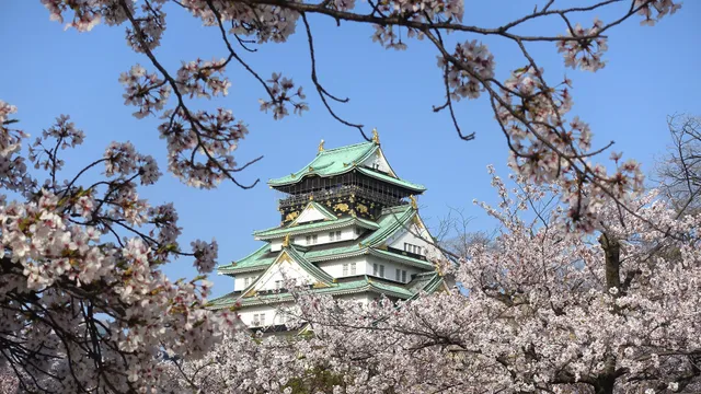 Osaka Castle surrounded by cherry blossoms
