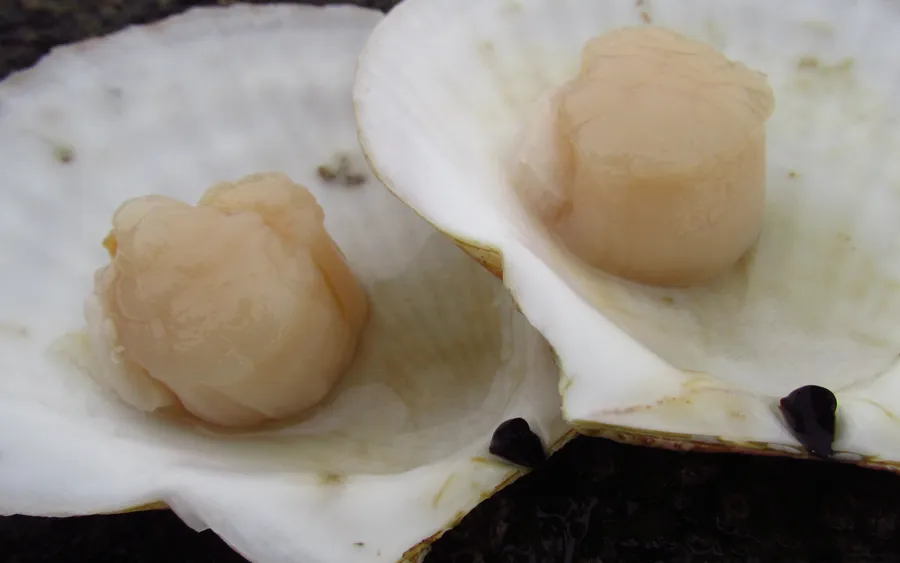 Mutsu Bay scallops, Hiranai, Aomori