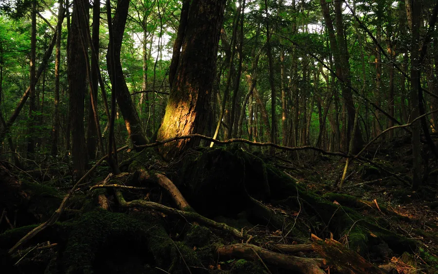 Aokigahara forest floor