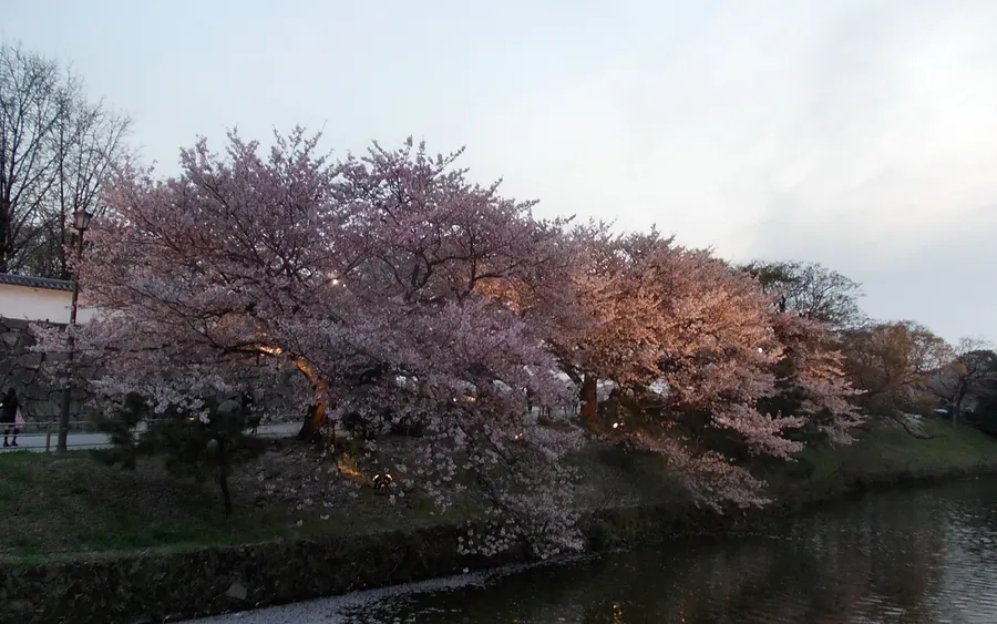Cherry blossoms at Fukuoka Castle ruins