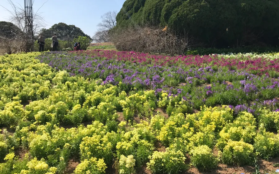 Flowers, Nokonoshima Island Park