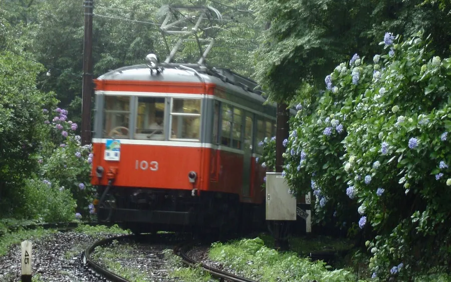 Hakone Tozan Railway train with hydrangeas