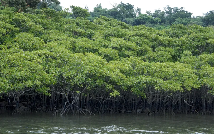 Nakama River mangroves, Iriomote Island