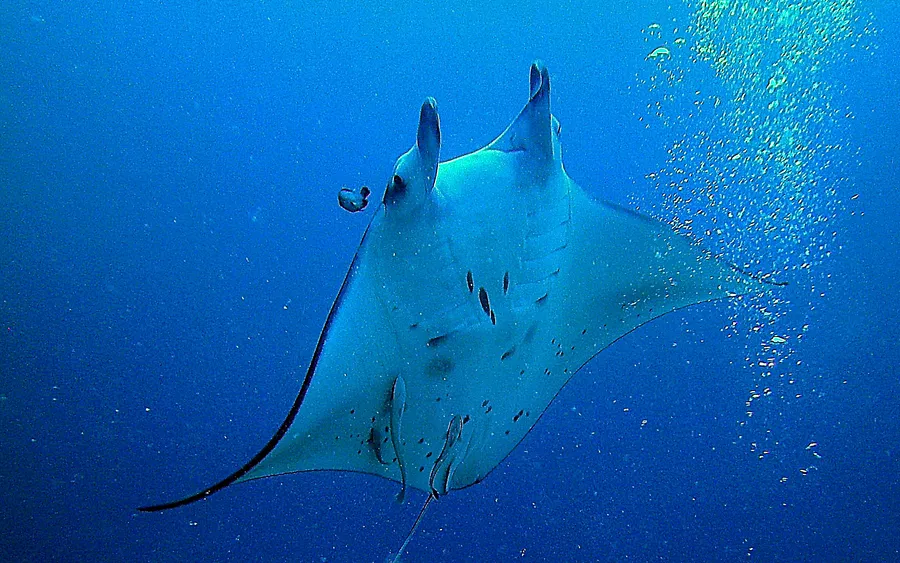 Manta ray diving