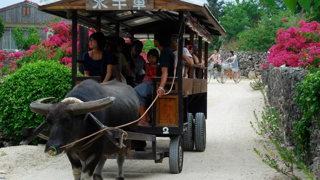 Water buffalo cart, Taketomi Island