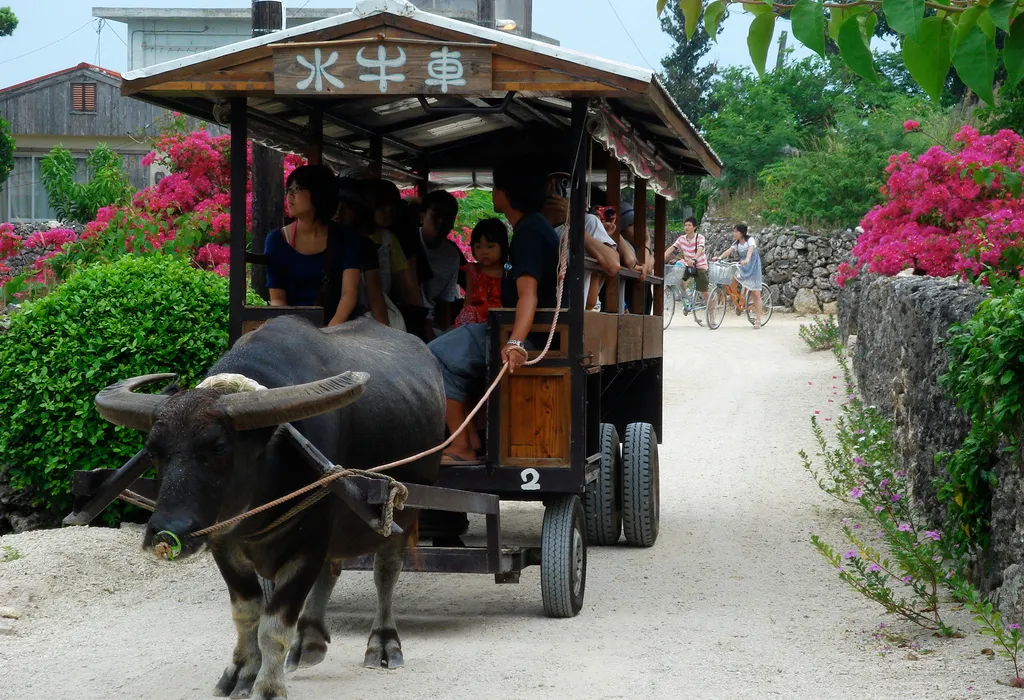 Water buffalo cart, Taketomi Island