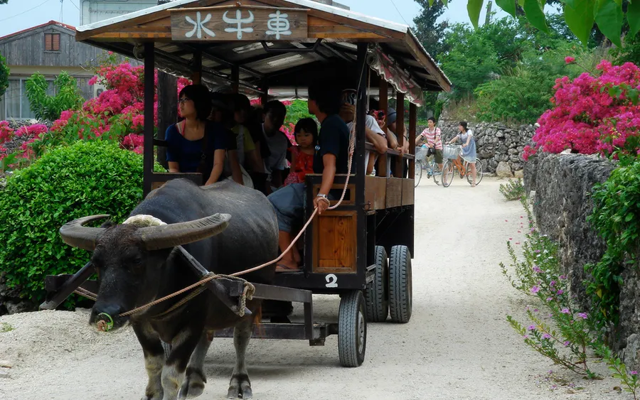 Water buffalo cart, Taketomi Island