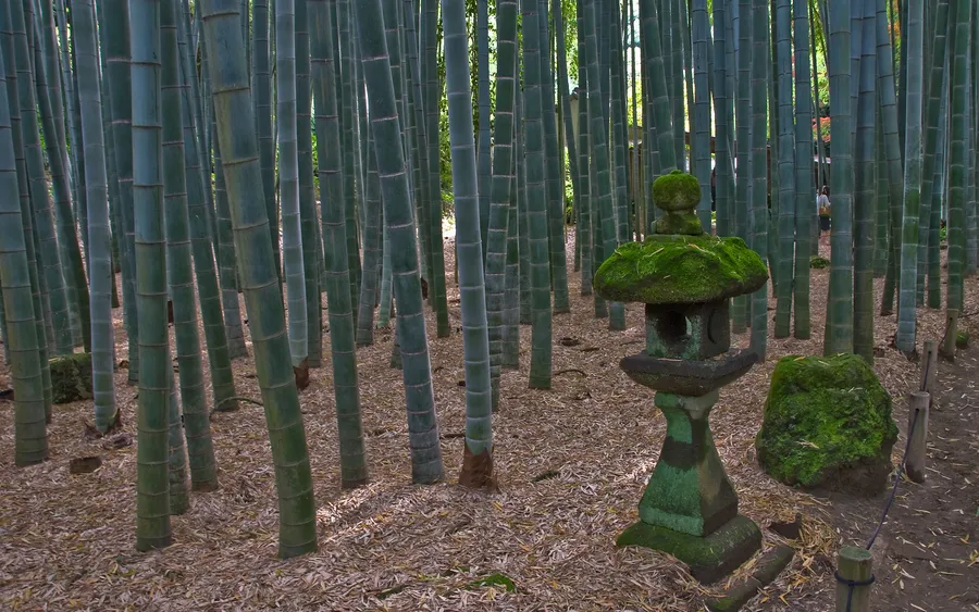 Hokokuji bamboo forest, Kamakura