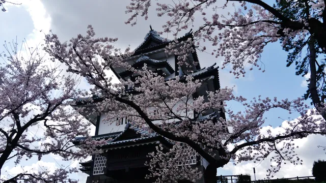 Hishi Yagura, Kanazawa Castle, cherry blossom season