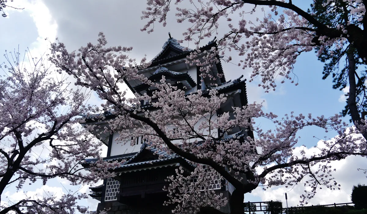 Hishi Yagura, Kanazawa Castle, cherry blossom season