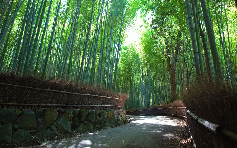 Path through the Sagano Bamboo Forest, Arashiyama