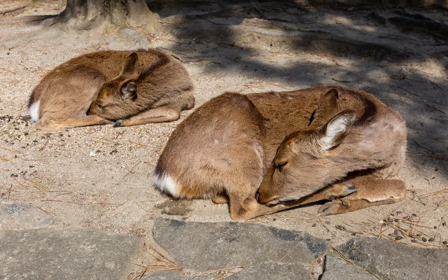 Sika deer, Miyajima