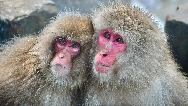 Snow monkeys, Jigokudani Monkey Park