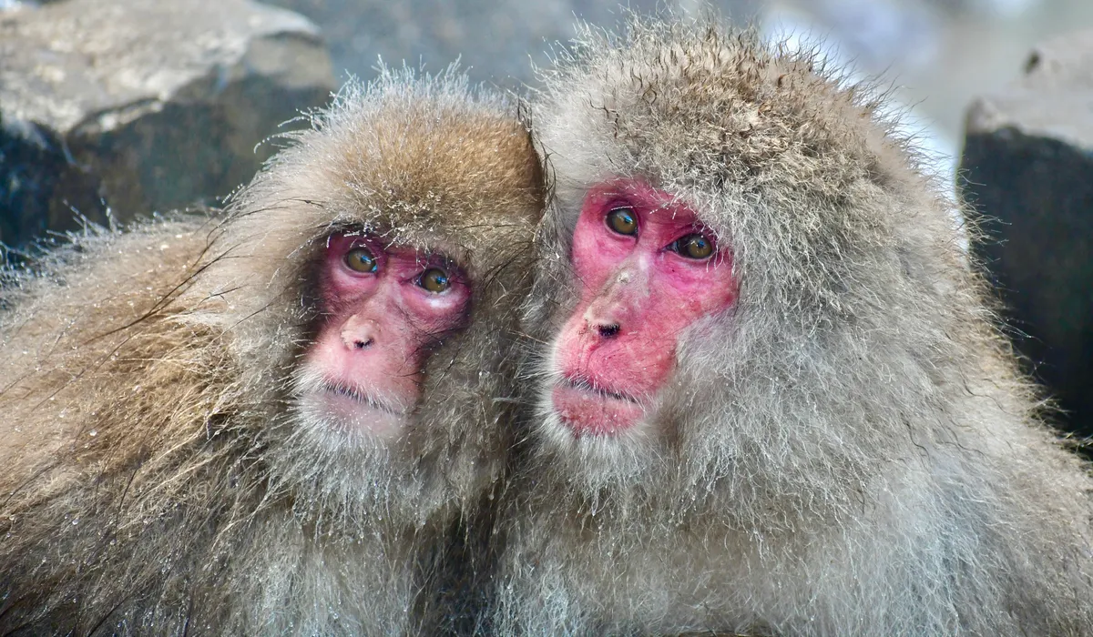Snow monkeys, Jigokudani Monkey Park