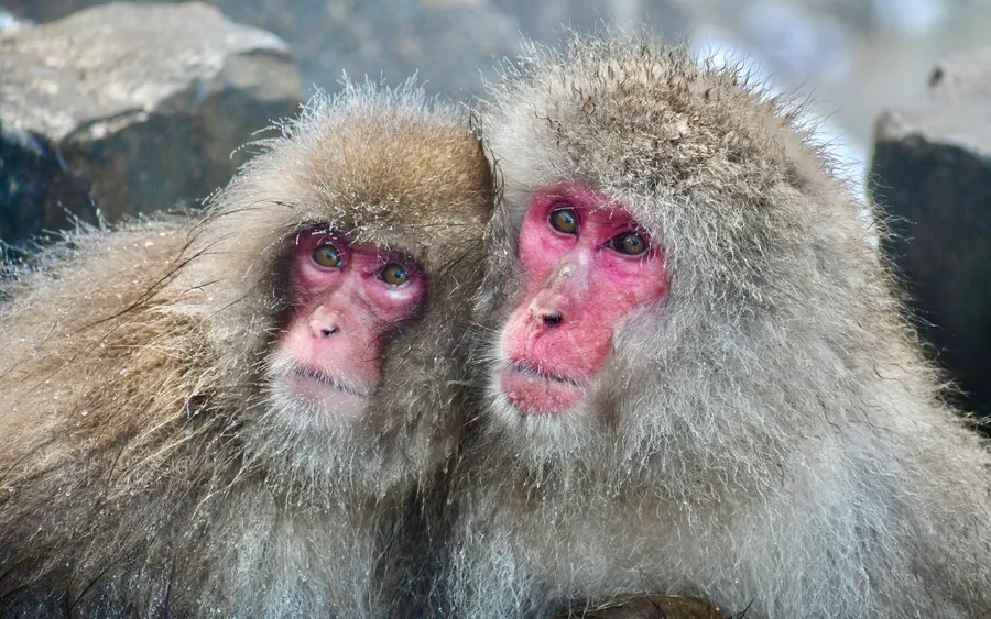 Snow monkeys, Jigokudani Monkey Park