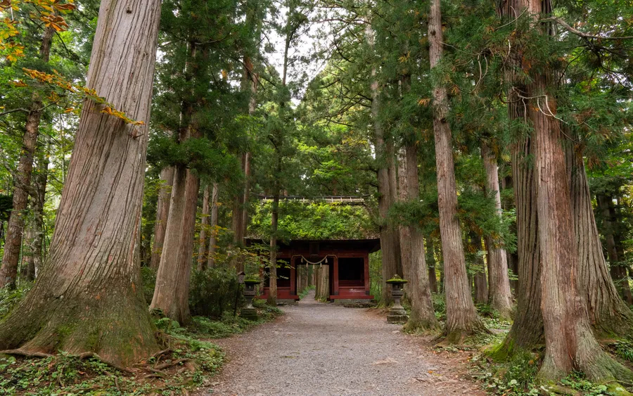 Cedar-lined approach, Togakushi Shrine