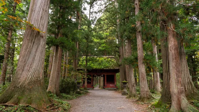 Cedar-lined approach, Togakushi Shrine