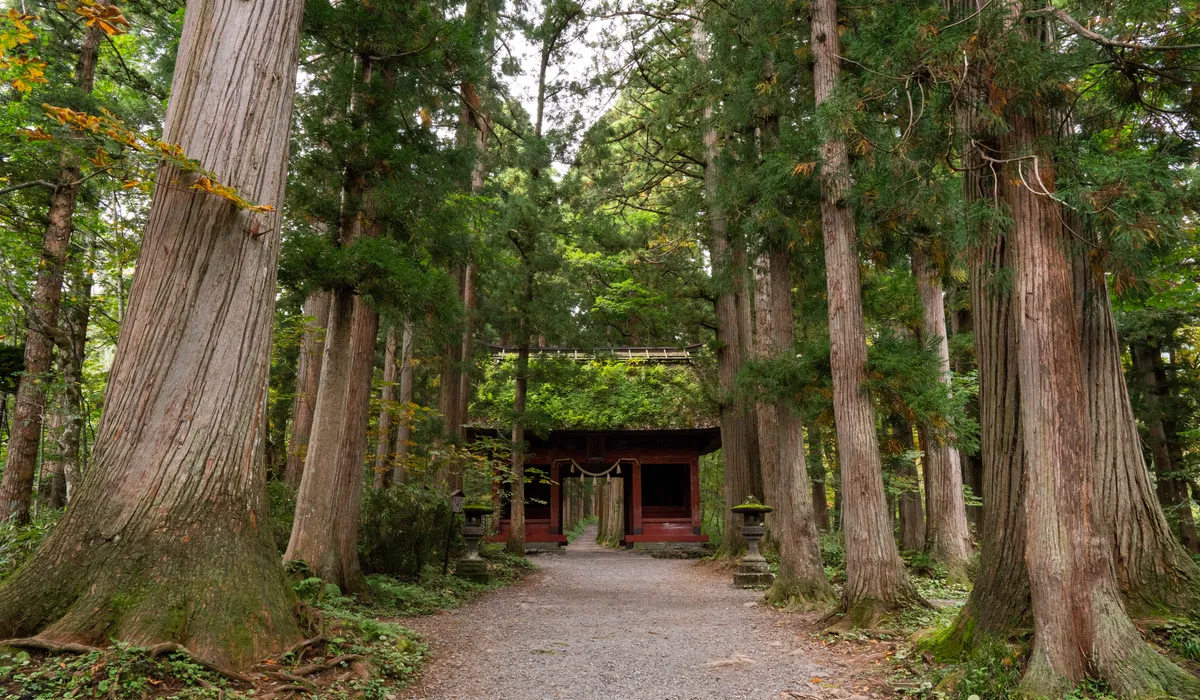 Cedar-lined approach, Togakushi Shrine