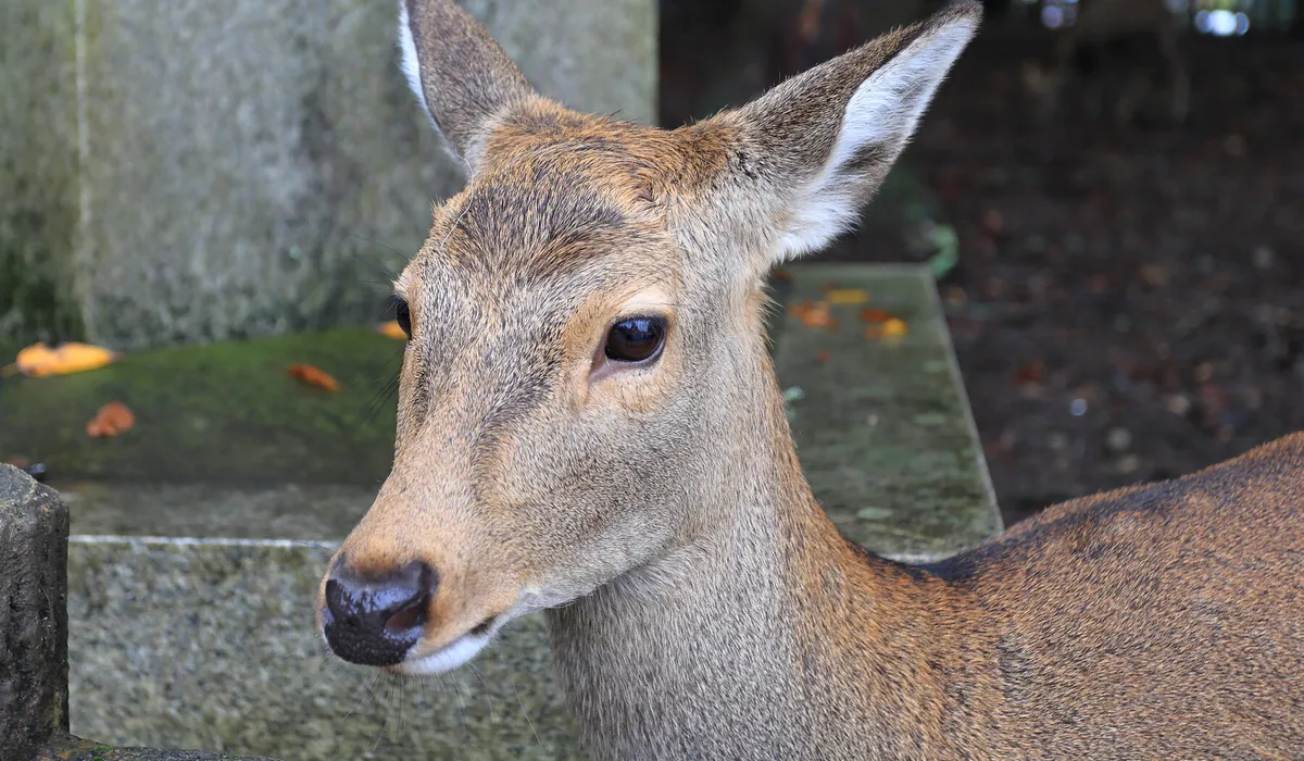 Sika deer, Nara Park