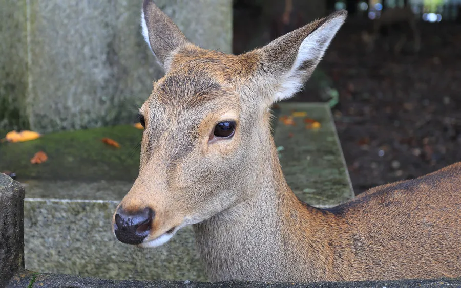 Sika deer, Nara Park