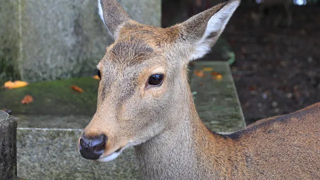 Sika deer, Nara Park