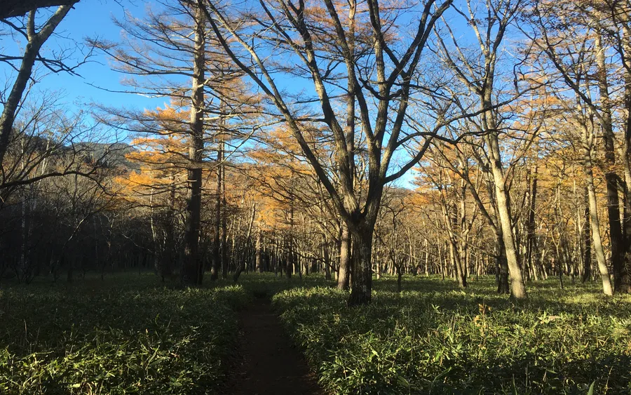 Senjogahara marshland trail in autumn, Nikko