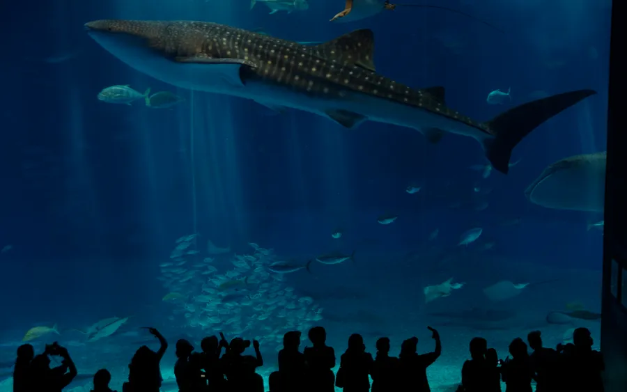 Whale shark, Okinawa Churaumi Aquarium