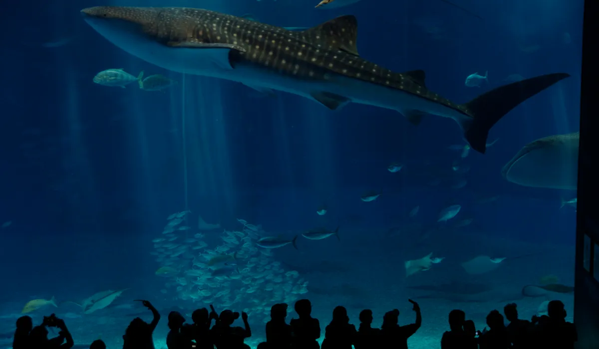 Whale shark, Okinawa Churaumi Aquarium