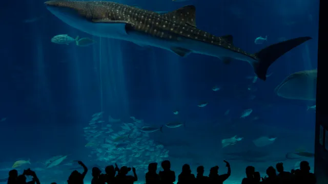 Whale shark, Okinawa Churaumi Aquarium