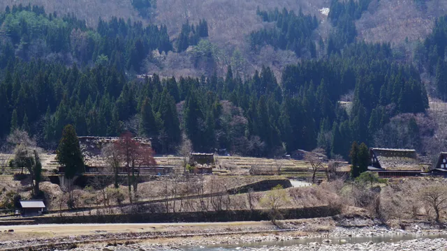 Ogimachi village and rice paddies, Shirakawa-go