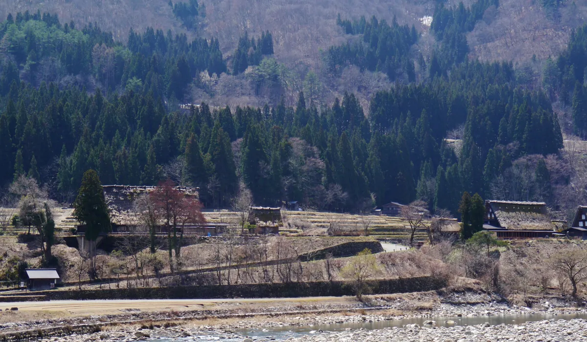 Ogimachi village and rice paddies, Shirakawa-go