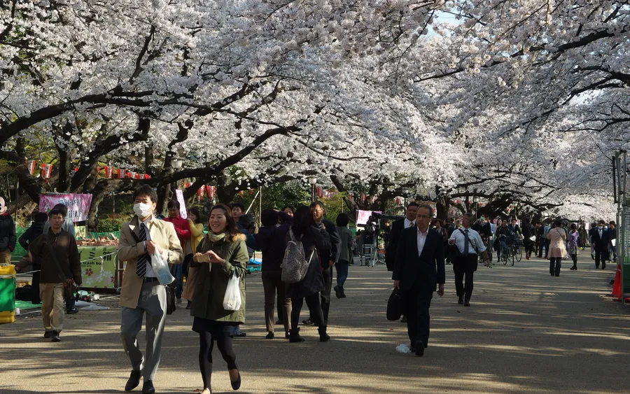 Cherry blossoms, Ueno Park, Tokyo
